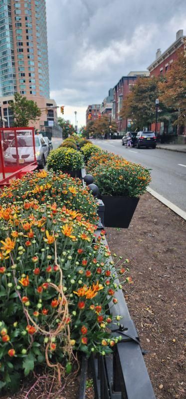 A row of potted plants along the side of a city street.