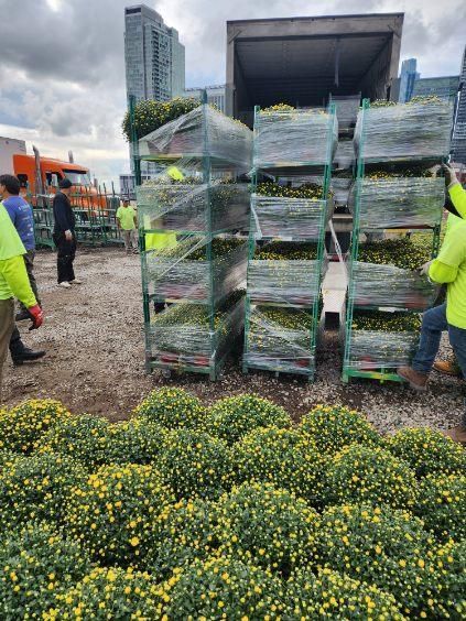A truck is being loaded with lots of yellow flowers.
