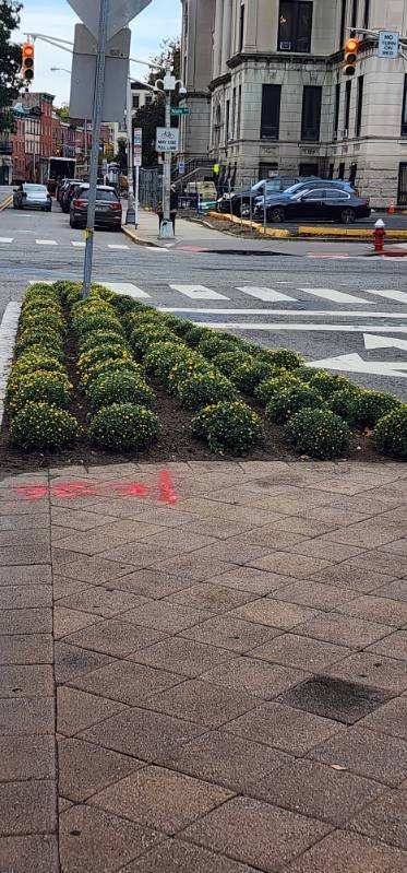 A street corner with a bunch of bushes and a fire hydrant.