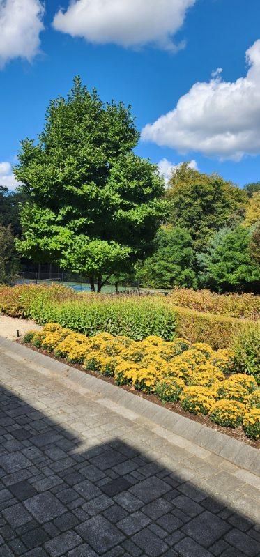 A row of flowers and trees in a park on a sunny day.