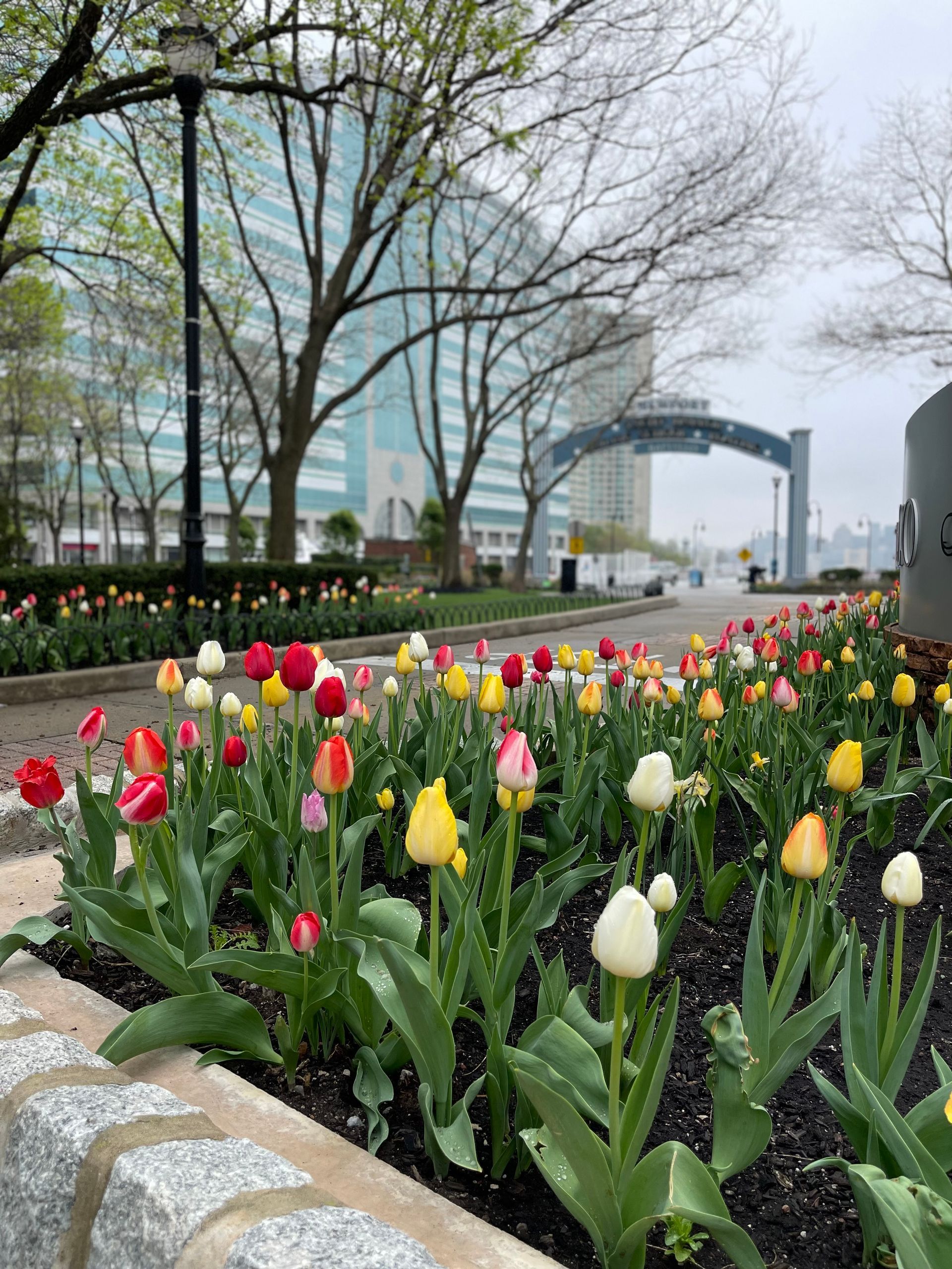 A bunch of colorful flowers are growing in a garden.