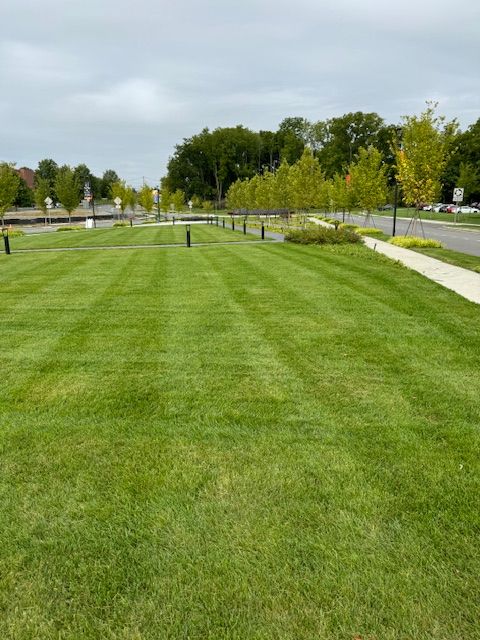 A lush green lawn with trees and a sidewalk in the background.