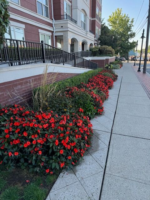 A sidewalk with red flowers in front of a building