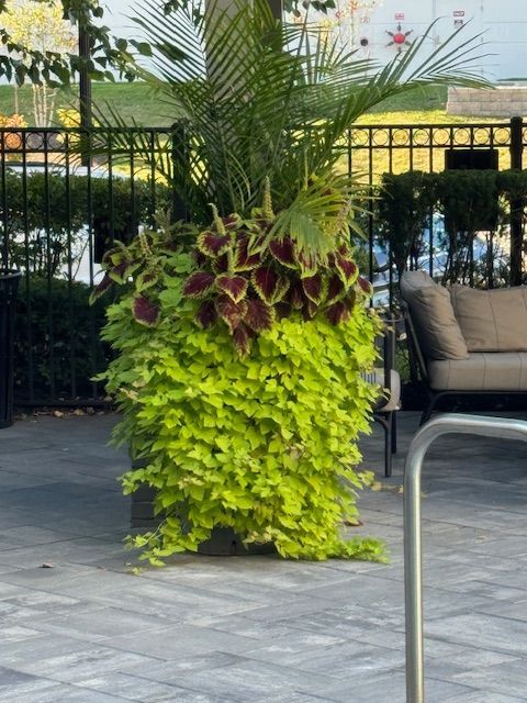 A potted plant with a couch in the background