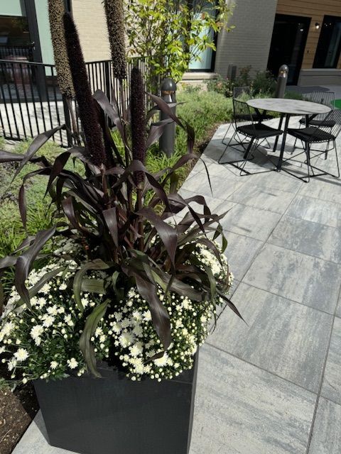 A potted plant with white flowers sits on a patio