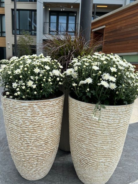Two potted plants with white flowers in front of a building