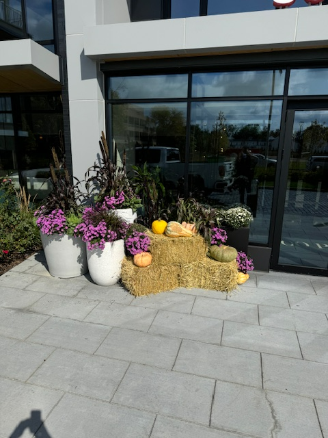 A bunch of pumpkins and flowers in front of a building.