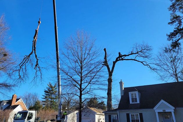 Testerman Tree Service LLC