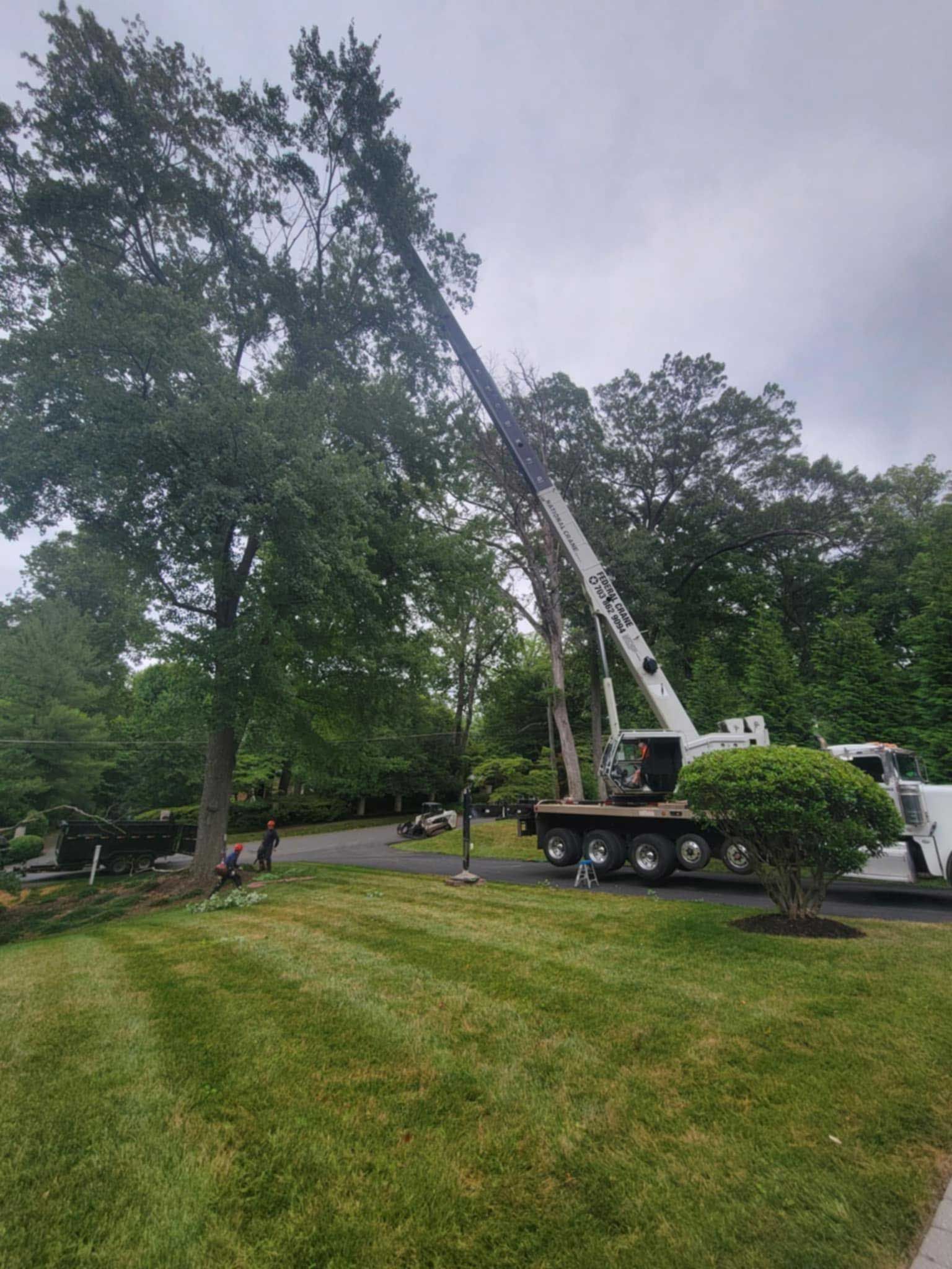 Tree service truck lifting a worker in a bucket beside tall trees on a grassy lawn.