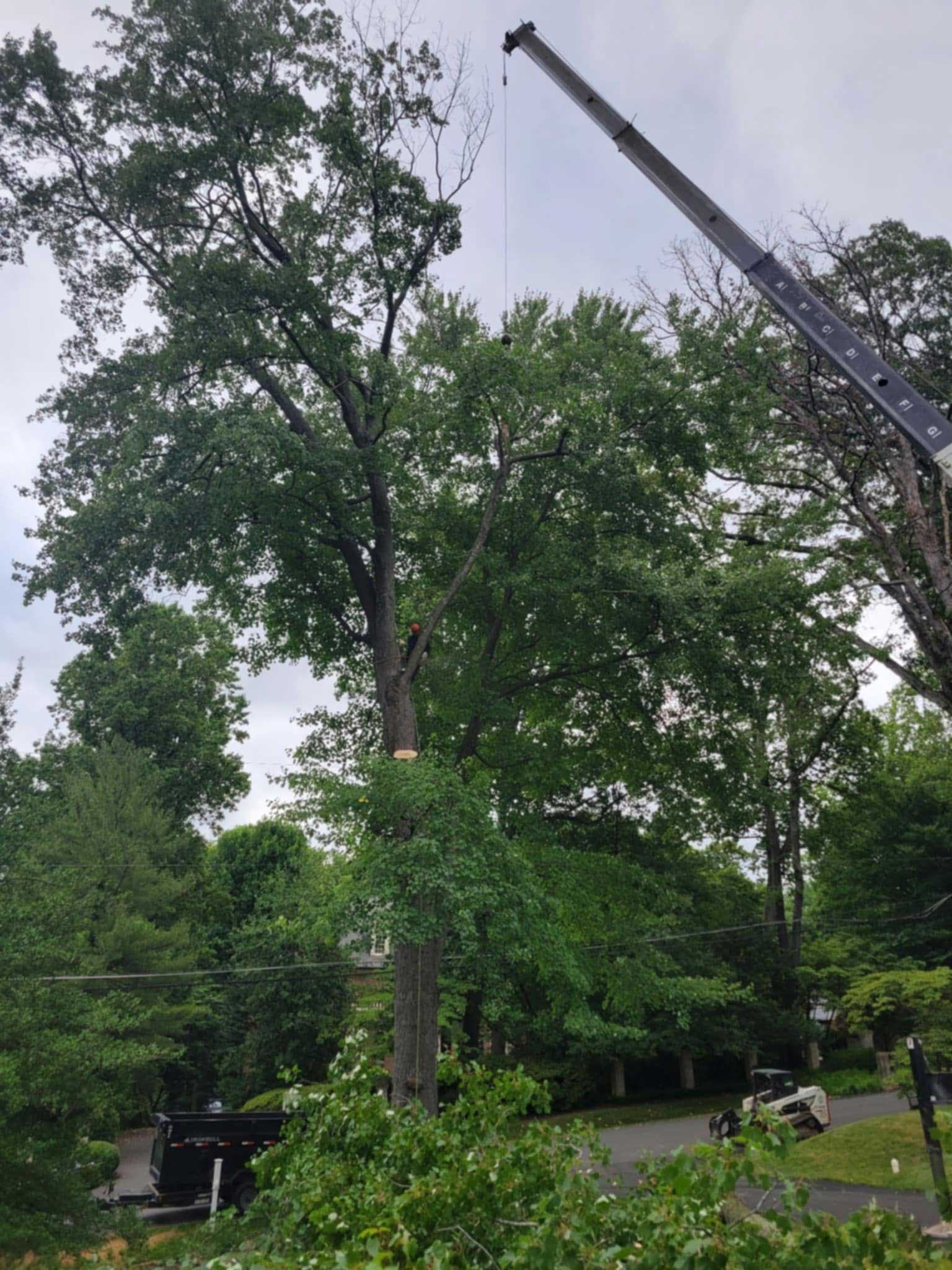 Tall trees in a park with a crane arm reaching over the treetops on a cloudy day