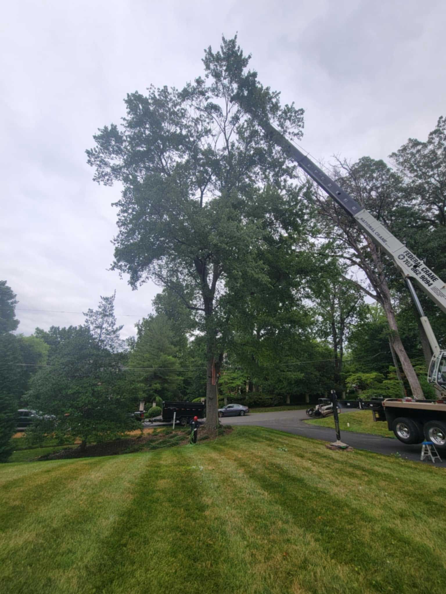 Crane lifting a tall tree in a grassy yard with parked vehicles under a cloudy sky