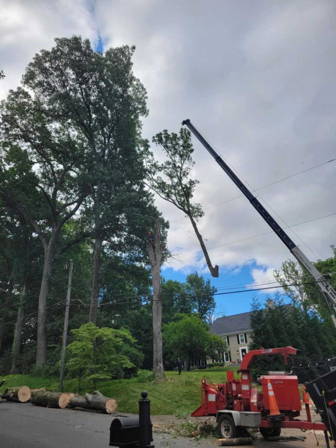 Two cranes lifting cut tree trunks beside a wooded road under a cloudy sky
