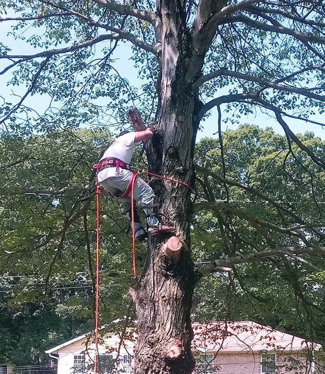 Worker climbing a tree with a rope and ladder in a wooded yard