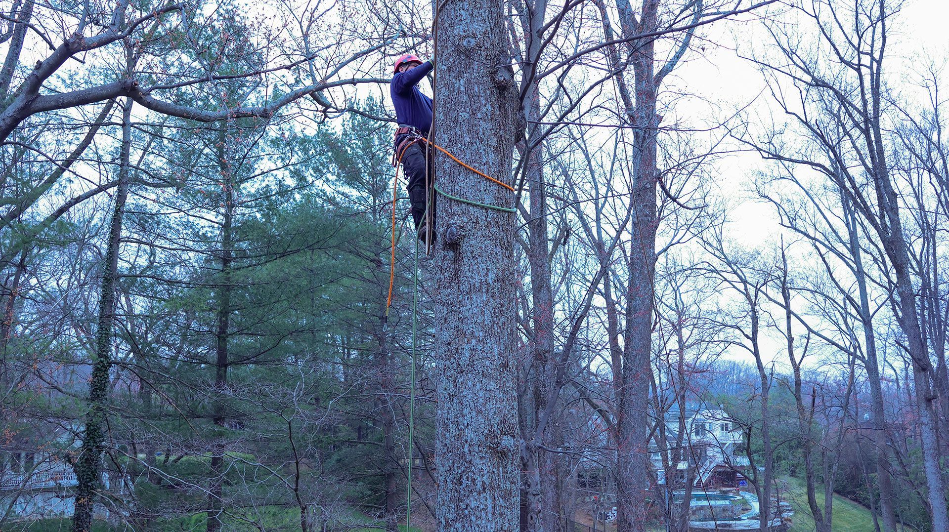 Testerman Tree Service LLC