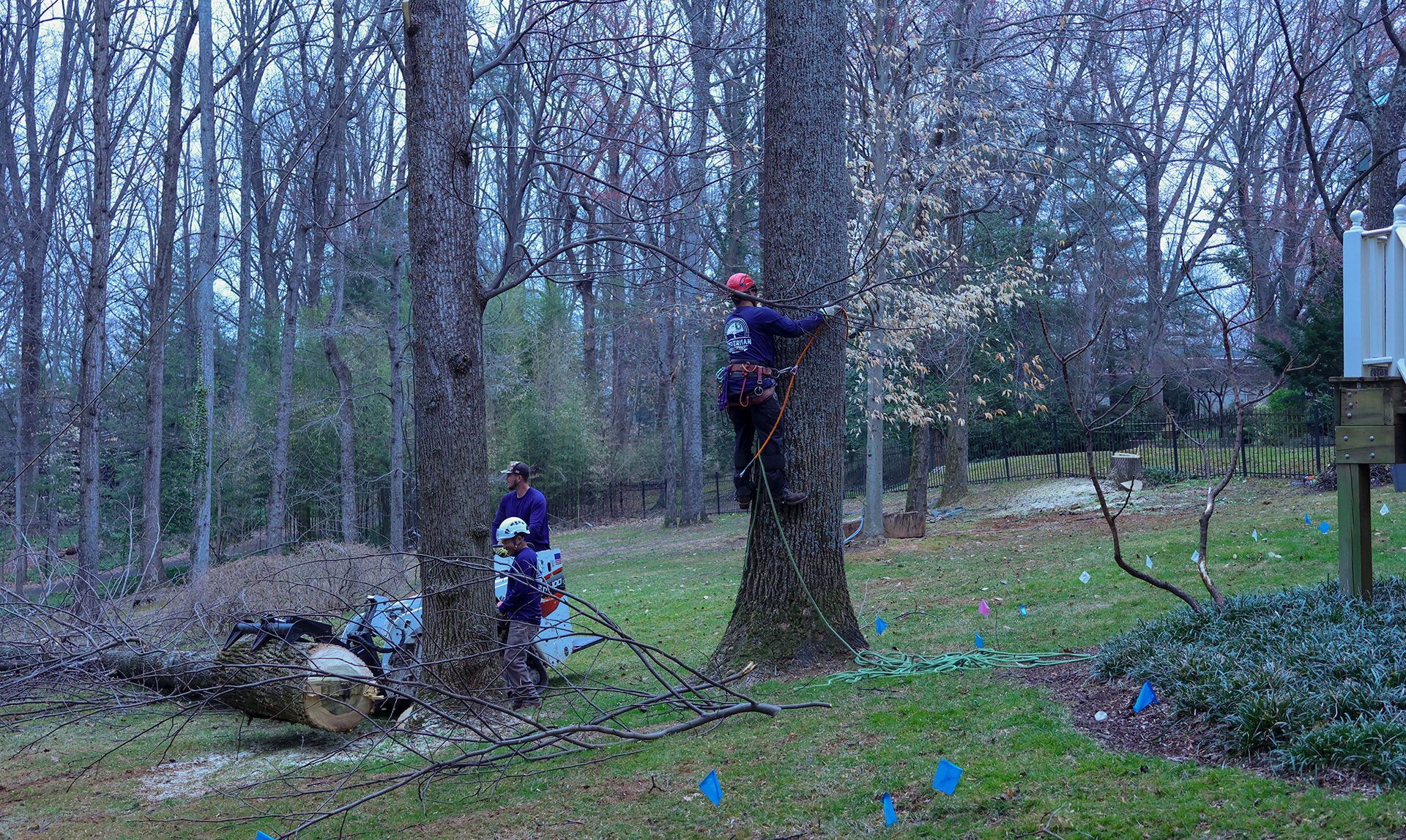 Two people in a wooded yard, one climbing a tree and one kneeling near a stump.