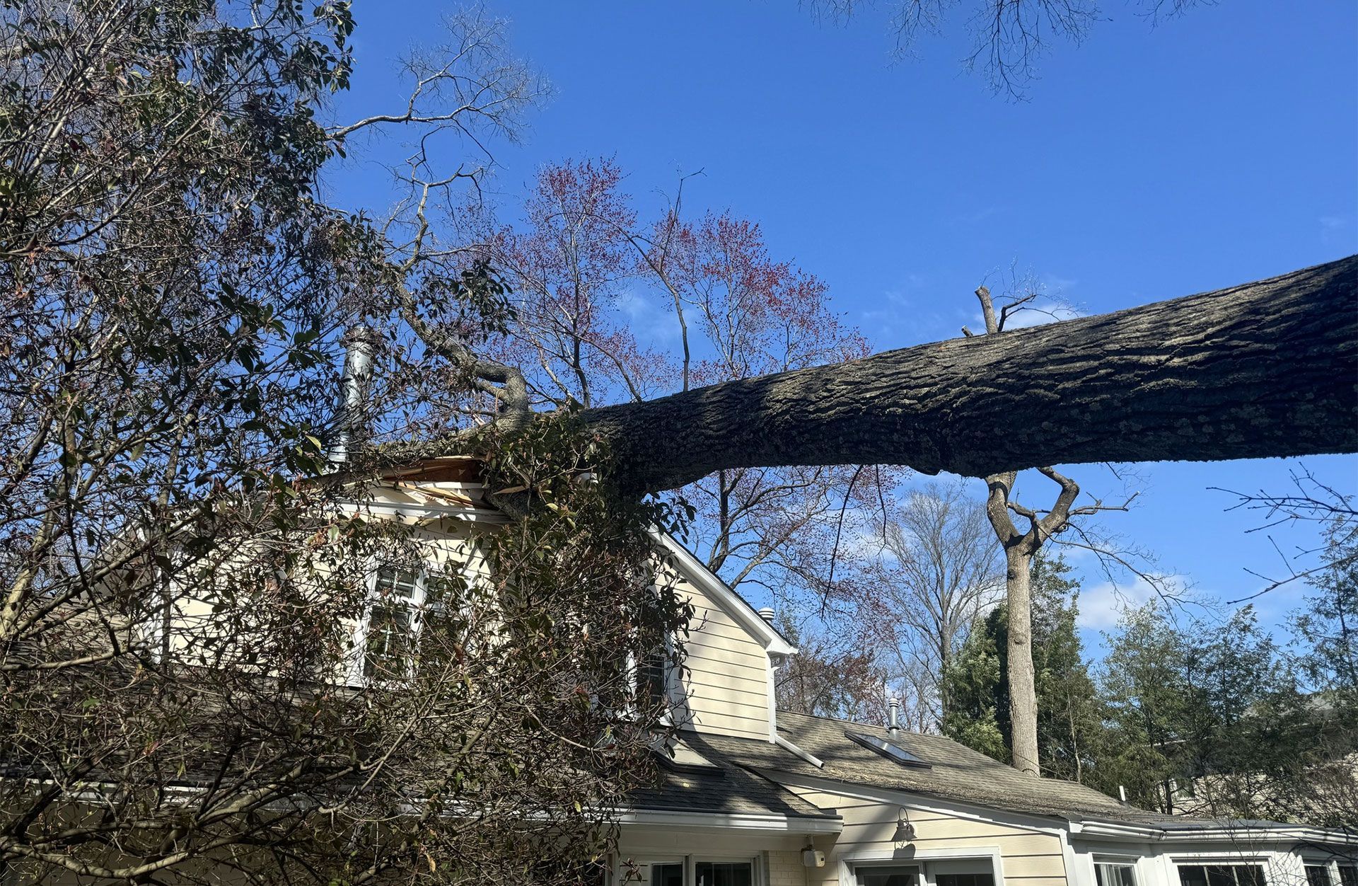 Large tree limb rests across a house roof under a clear blue sky.