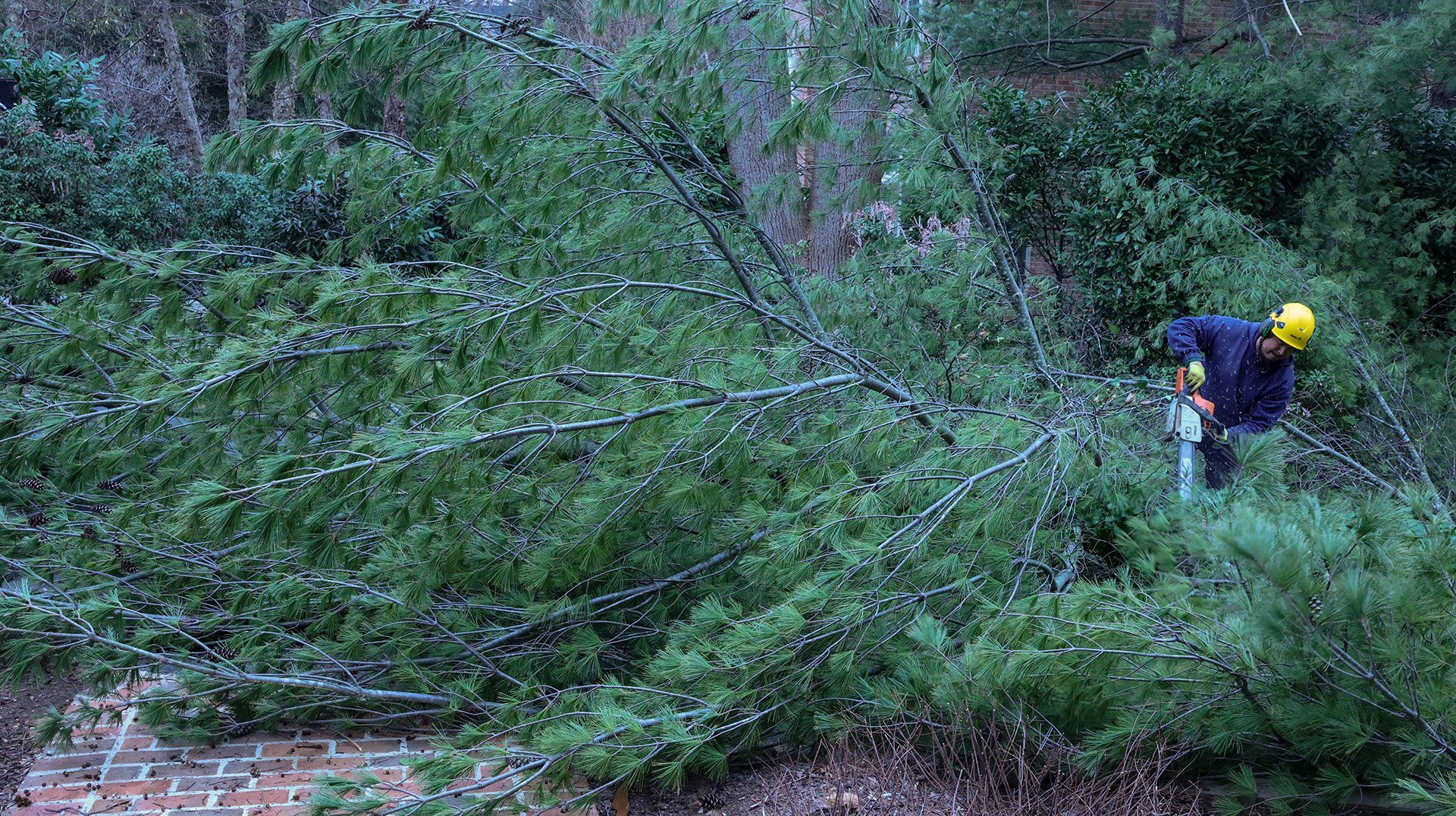 Worker in yellow helmet clearing a fallen tree in a wooded area
