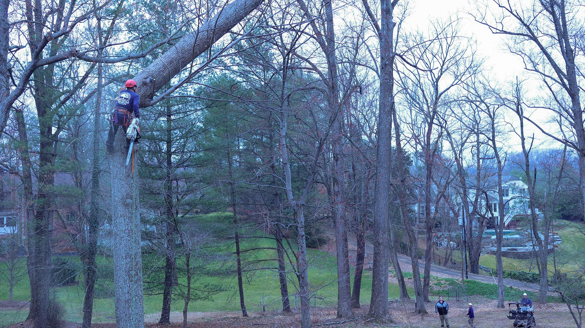 Person climbing a tall tree in a wooded park with other people below