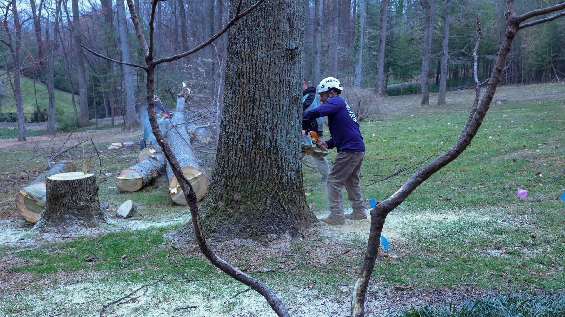 Person in blue jacket cutting wood beside a large tree in a wooded yard.