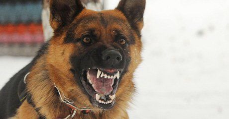Aggressive dog