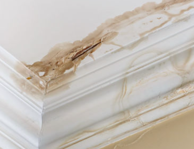 Water damage on ceiling molding; brown stains, discoloration.