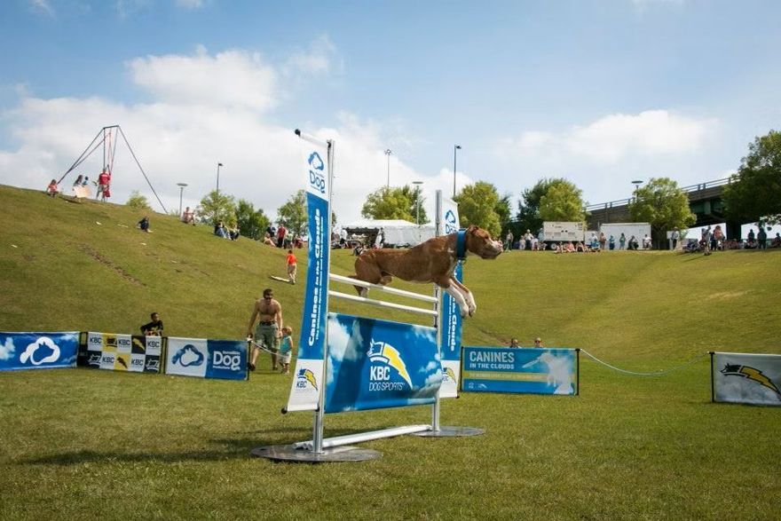 KBC Kennels & Dog Sports