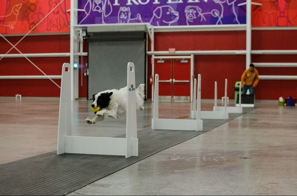 KBC Kennels & Dog Sports