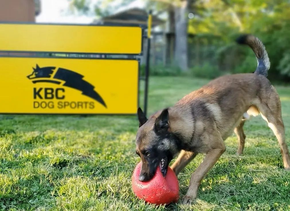 KBC Kennels & Dog Sports