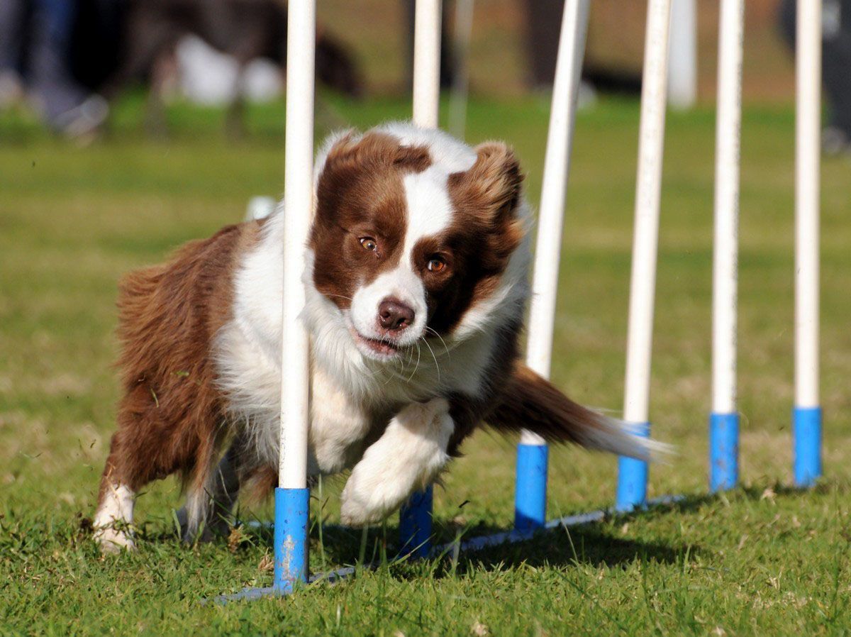 KBC Kennels & Dog Sports
