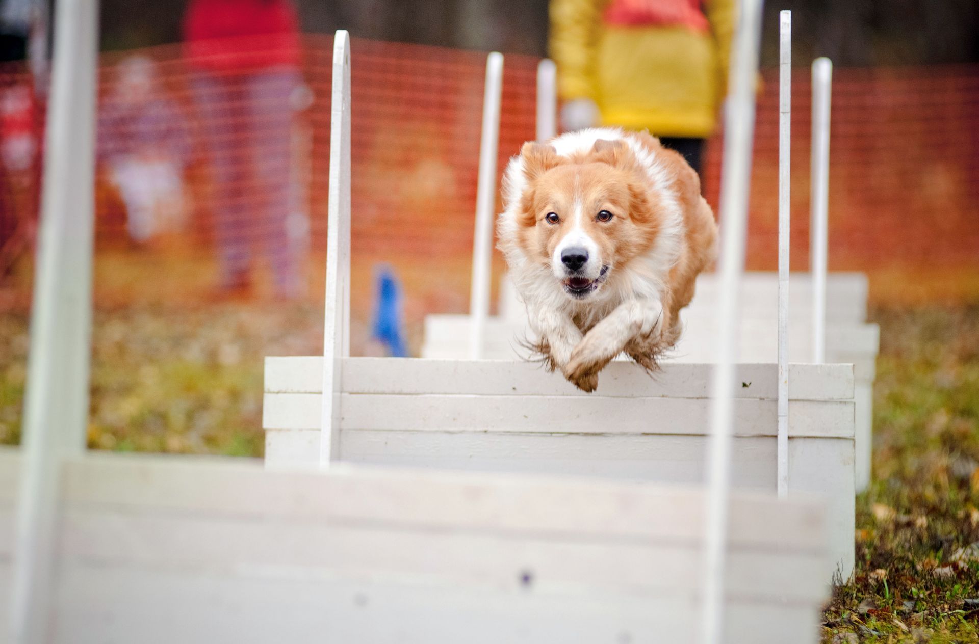 KBC Kennels & Dog Sports