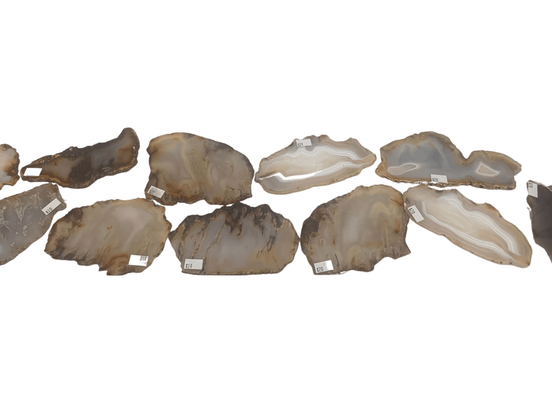 A group of rocks are lined up in a row on a white background.