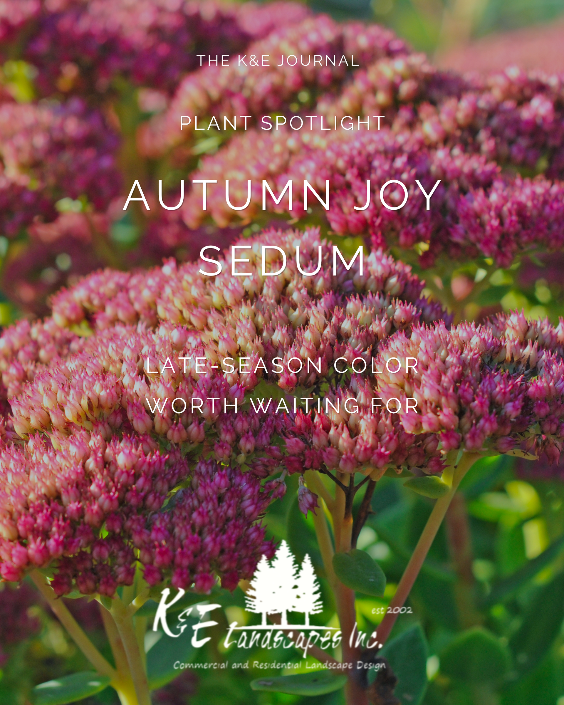 Autumn Joy Sedum with pink fall blooms featured in a Southeast Iowa landscape by K&E Landscapes, Inc