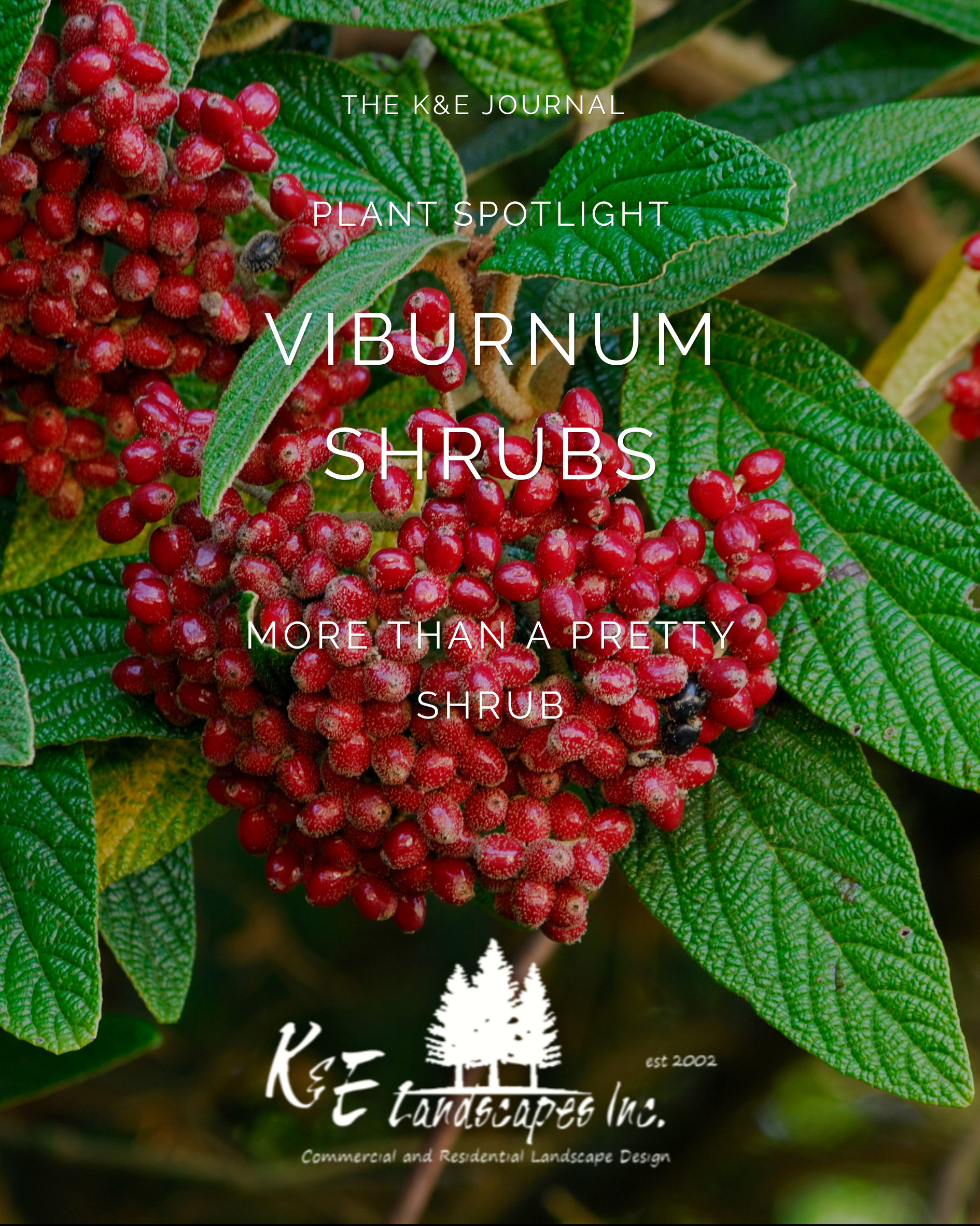 October Viburnum Plant Spotlight cover featuring clusters of red berries and textured green foliage