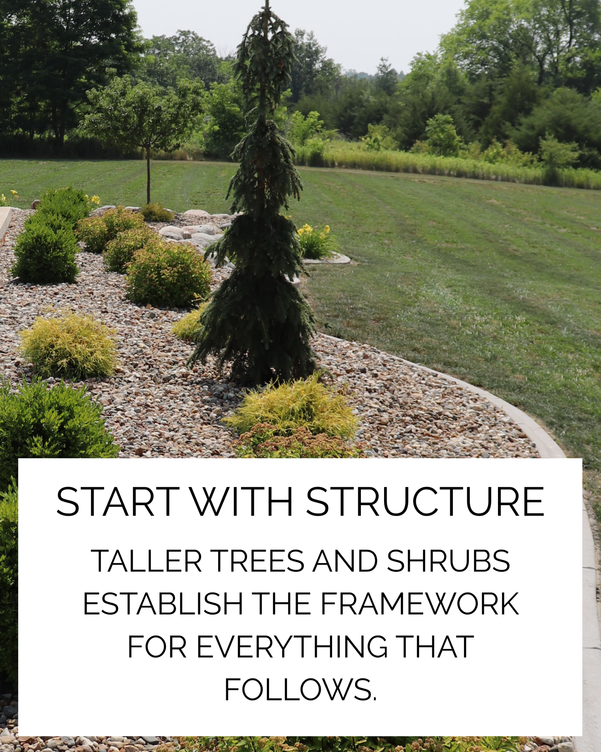 Tall ornamental evergreen surrounded by smaller shrubs and perennials in a residential landscape in Mount Pleasant, Iowa.