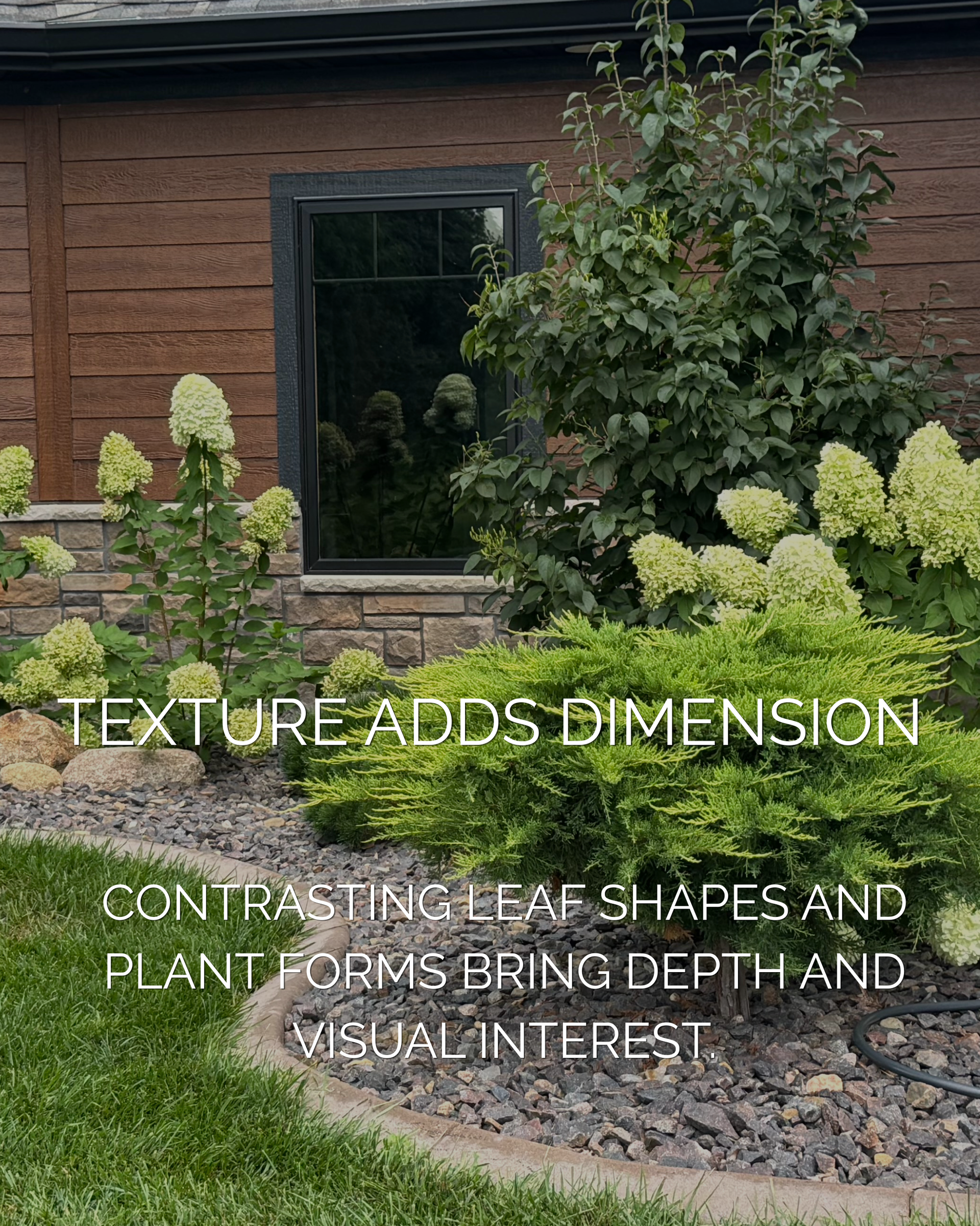 Contrasting evergreen foliage, flowering hydrangeas, and ornamental shrubs in a residential landscape.