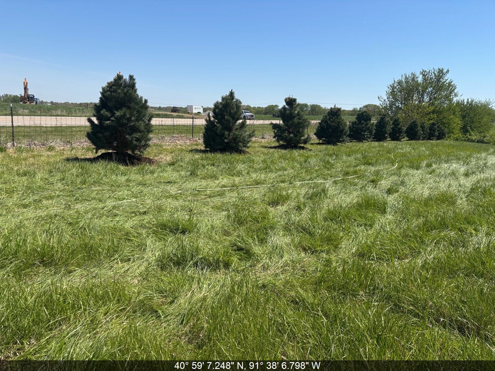 Grassy field with a row of small trees under a clear blue sky