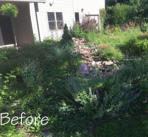 Overgrown backyard beside a white house with a rocky path