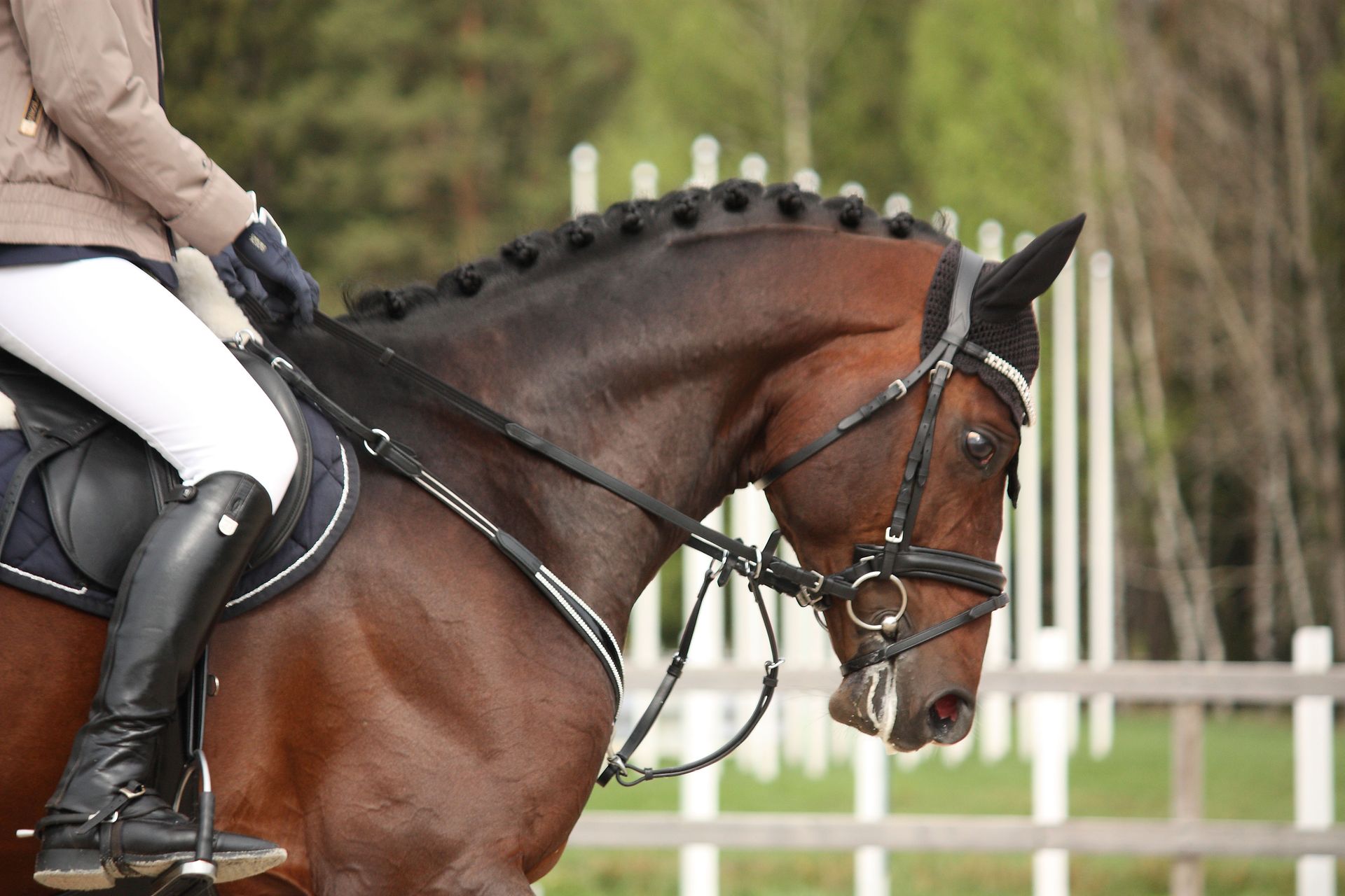 Person leading a horse and dog down a stable aisle