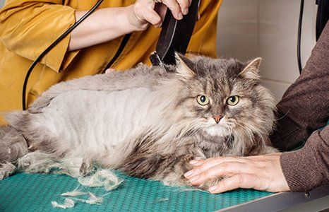 Cat grooming