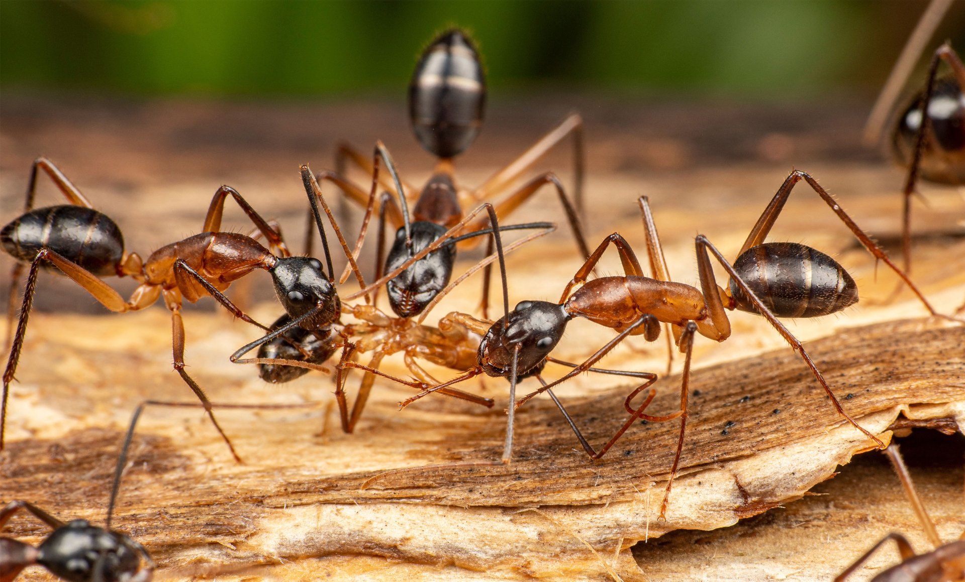 ants