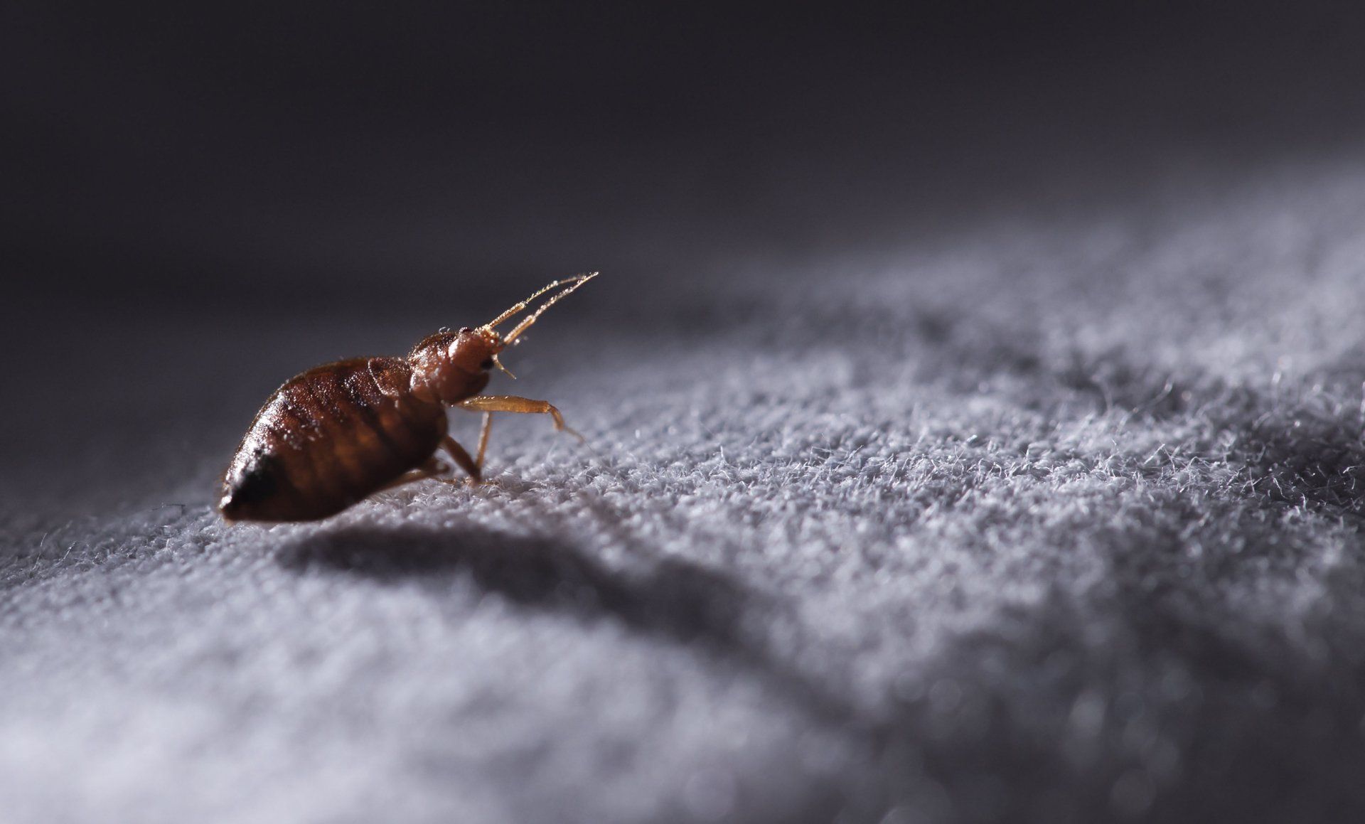 bed bug