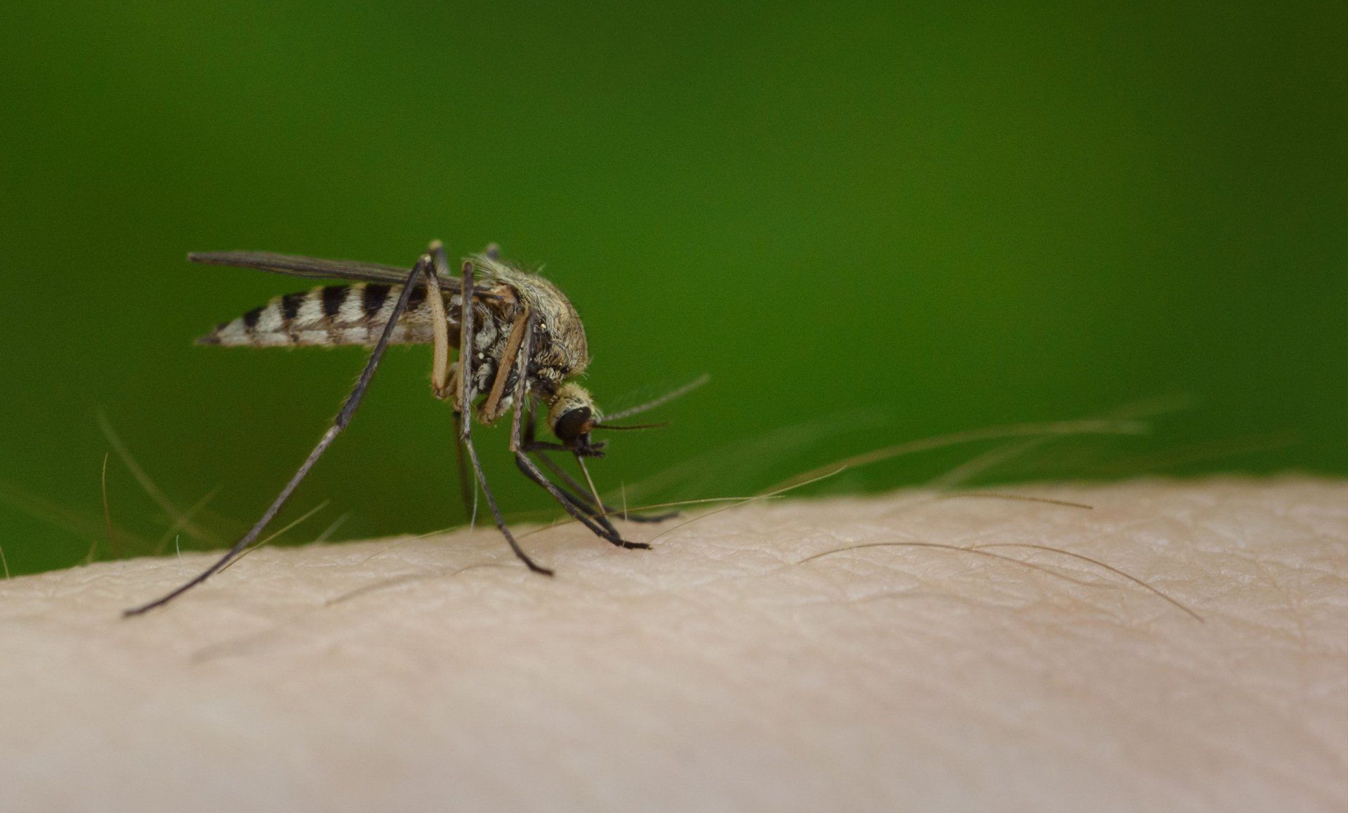 mosquito