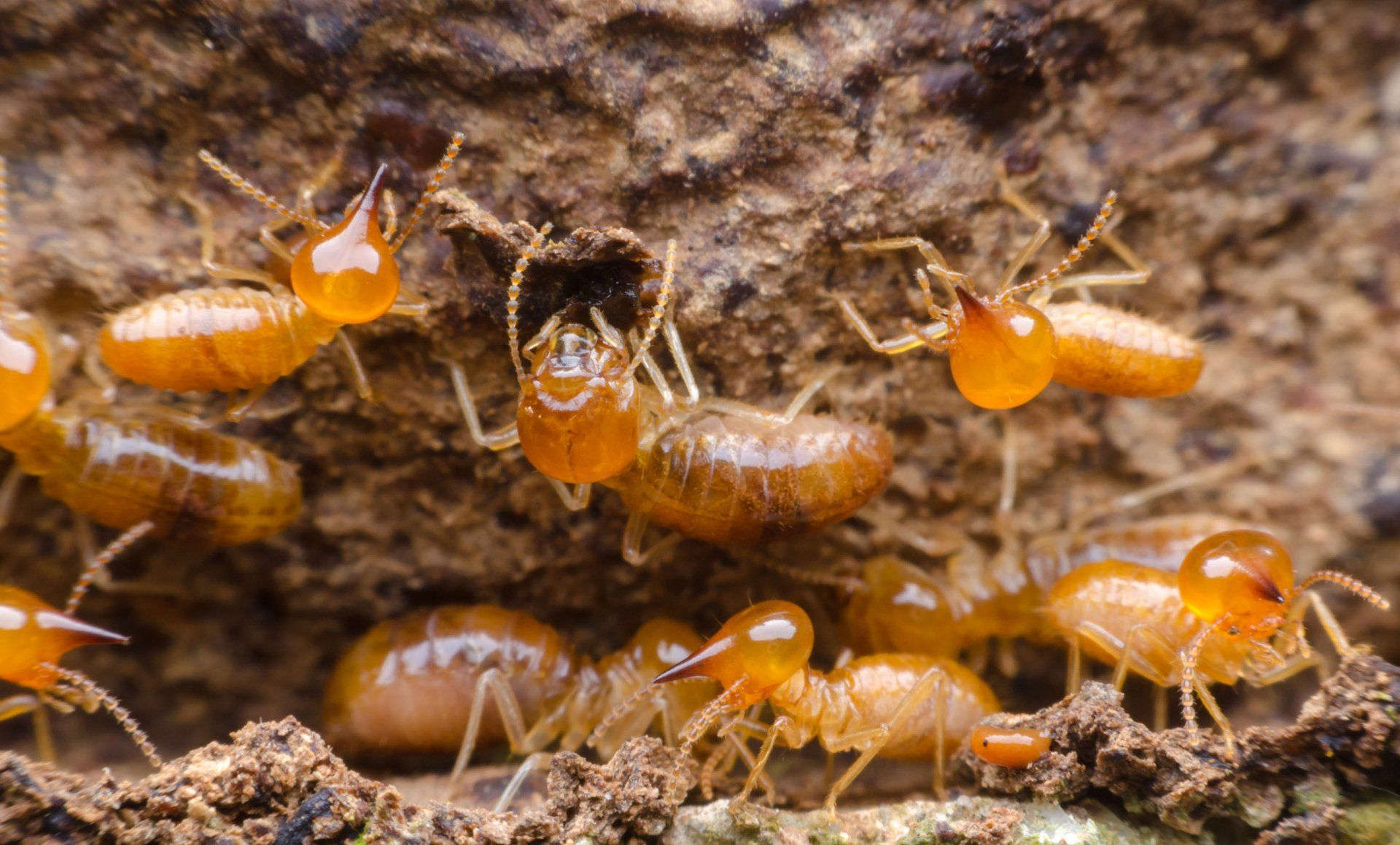termites