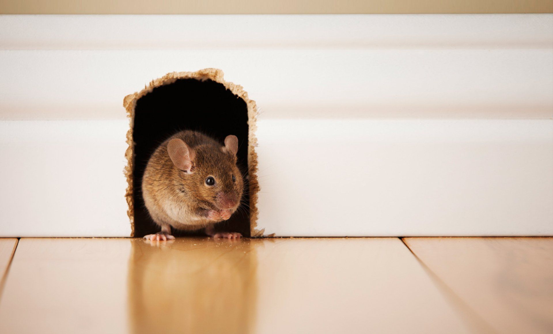 rat