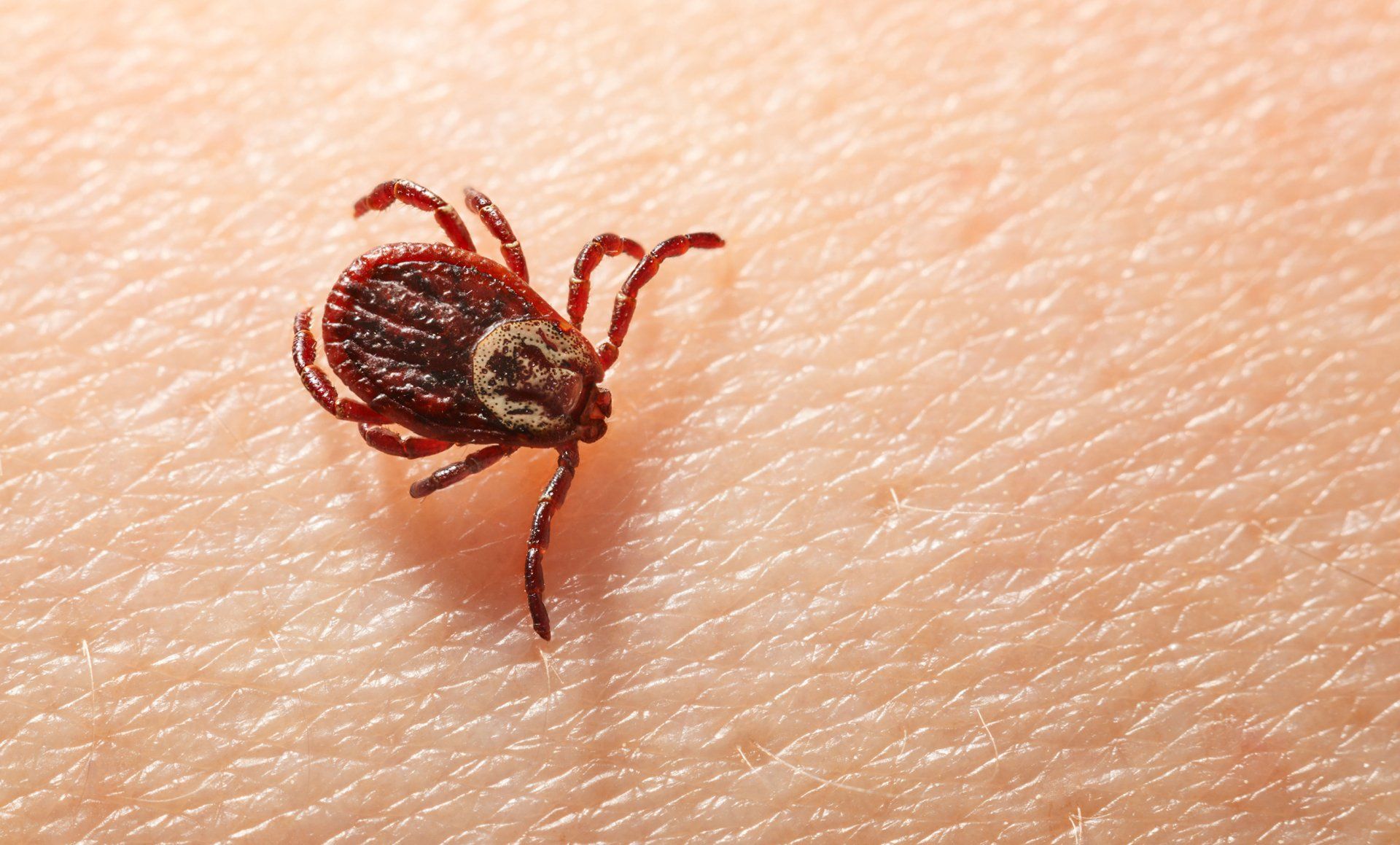 tick