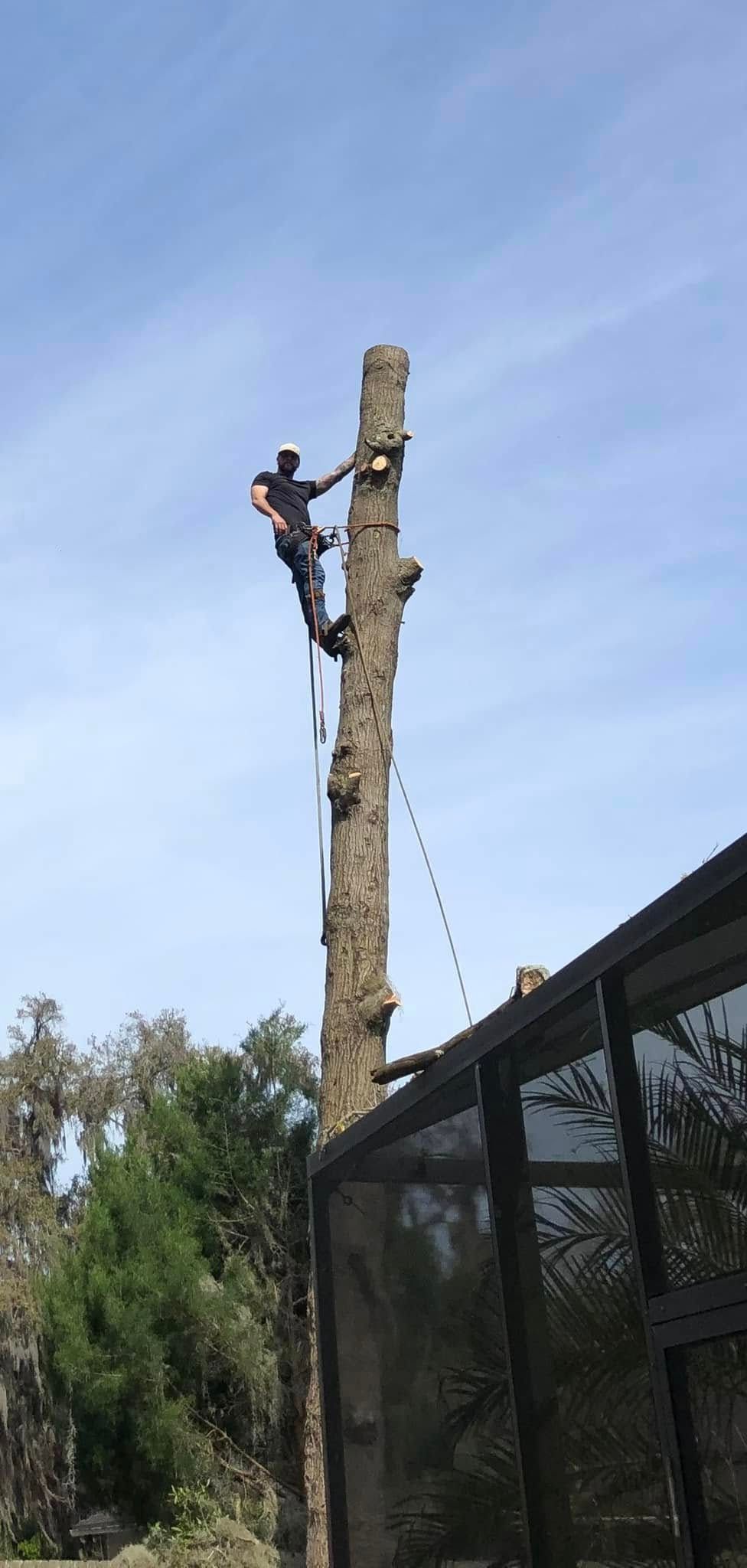 Worker climbing a tall tree trunk with ropes beside a black fence outdoors.