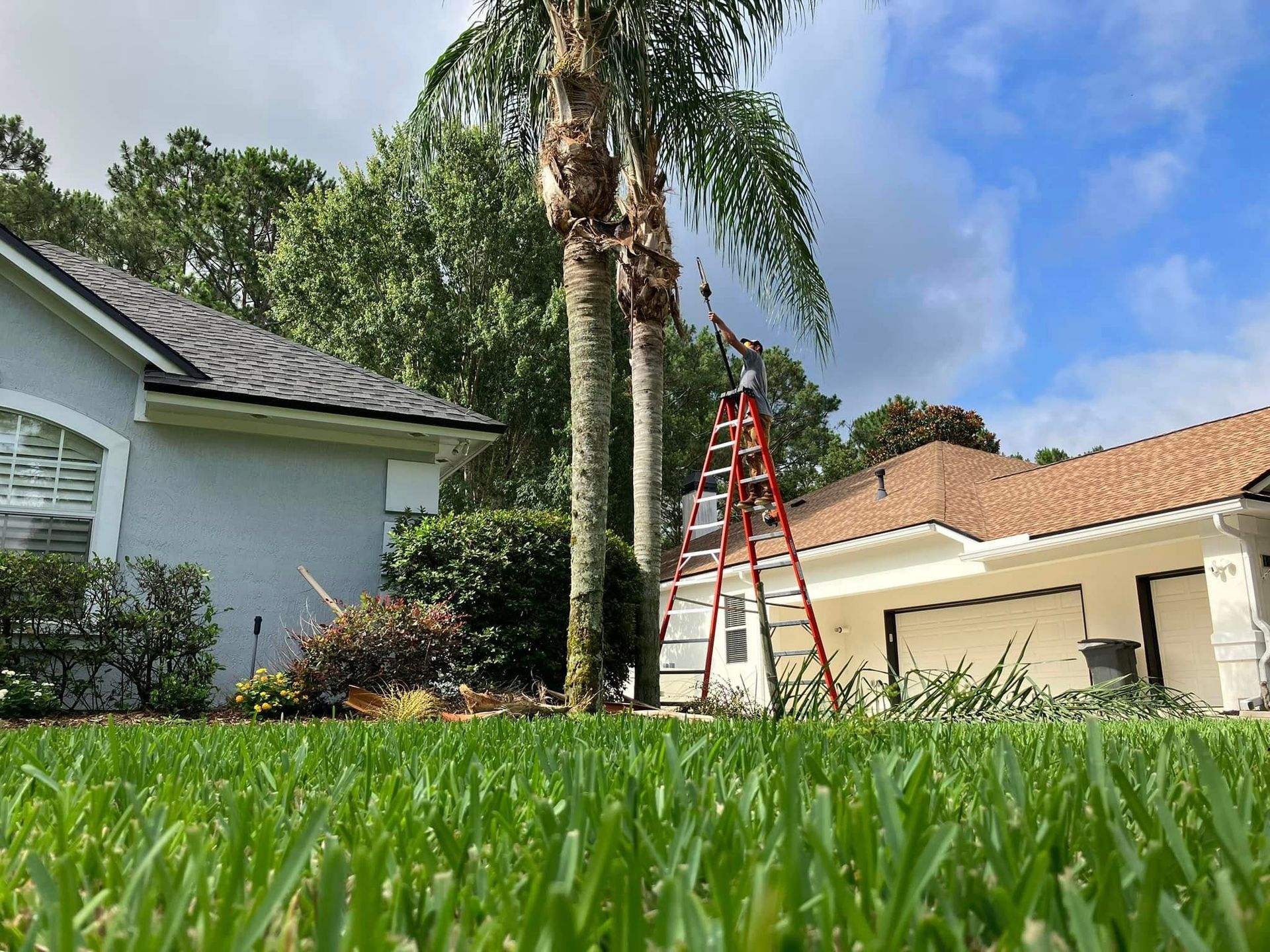 Ladder beside a palm tree in a suburban yard, with houses and blue sky in the background.