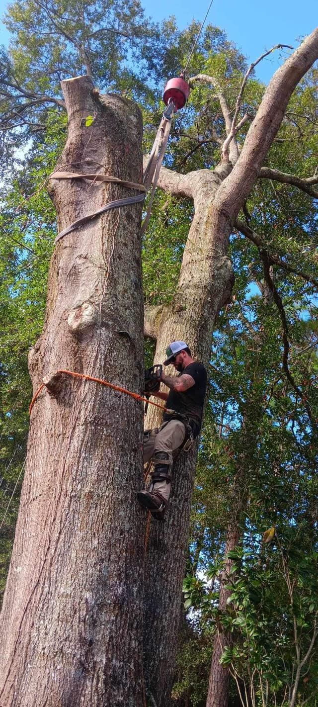 Two climbers in helmets scale a large tree using ropes in a wooded area.
