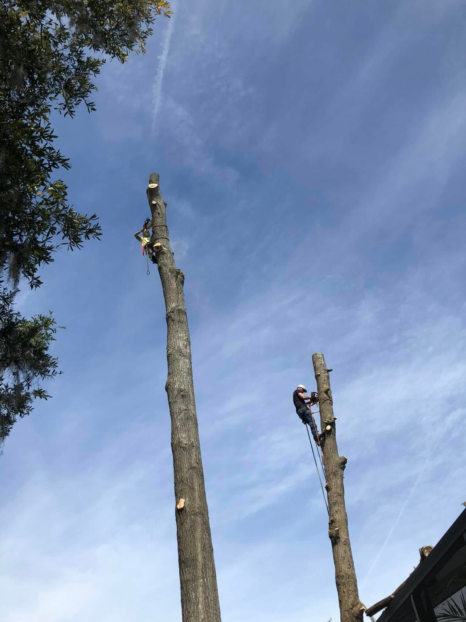 Tall tree trunks against a blue sky, with tree branches and a building edge on the right.