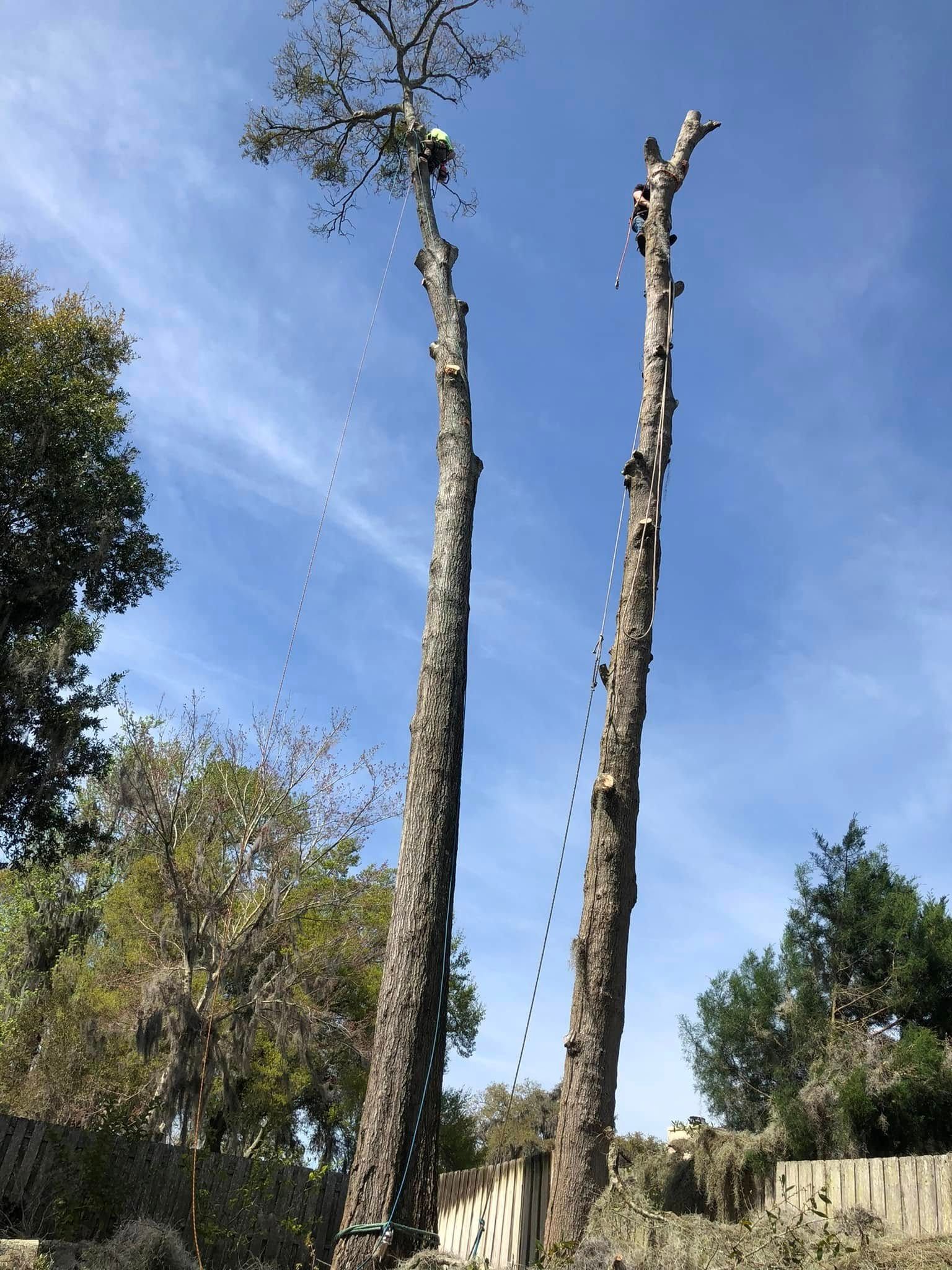Two tall, bare trees with trimmed tops against a blue sky in a park-like area.